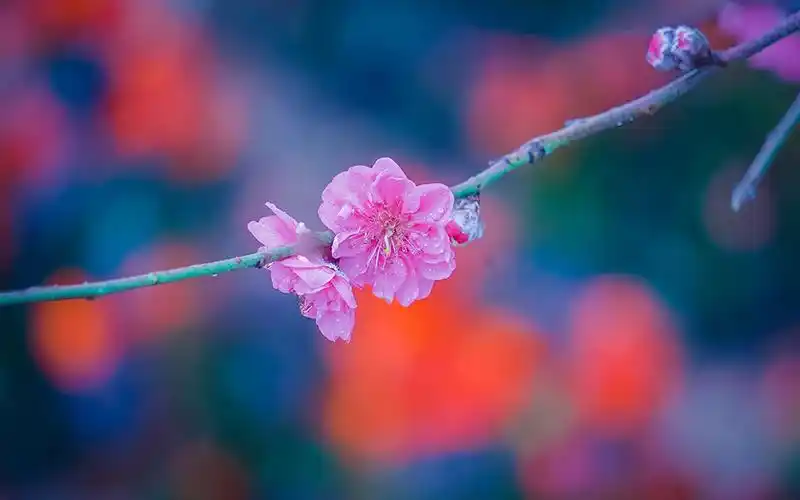 唯美好看的粉色桃花图片电脑壁纸高清大图预览1920x1200_植物壁纸下载