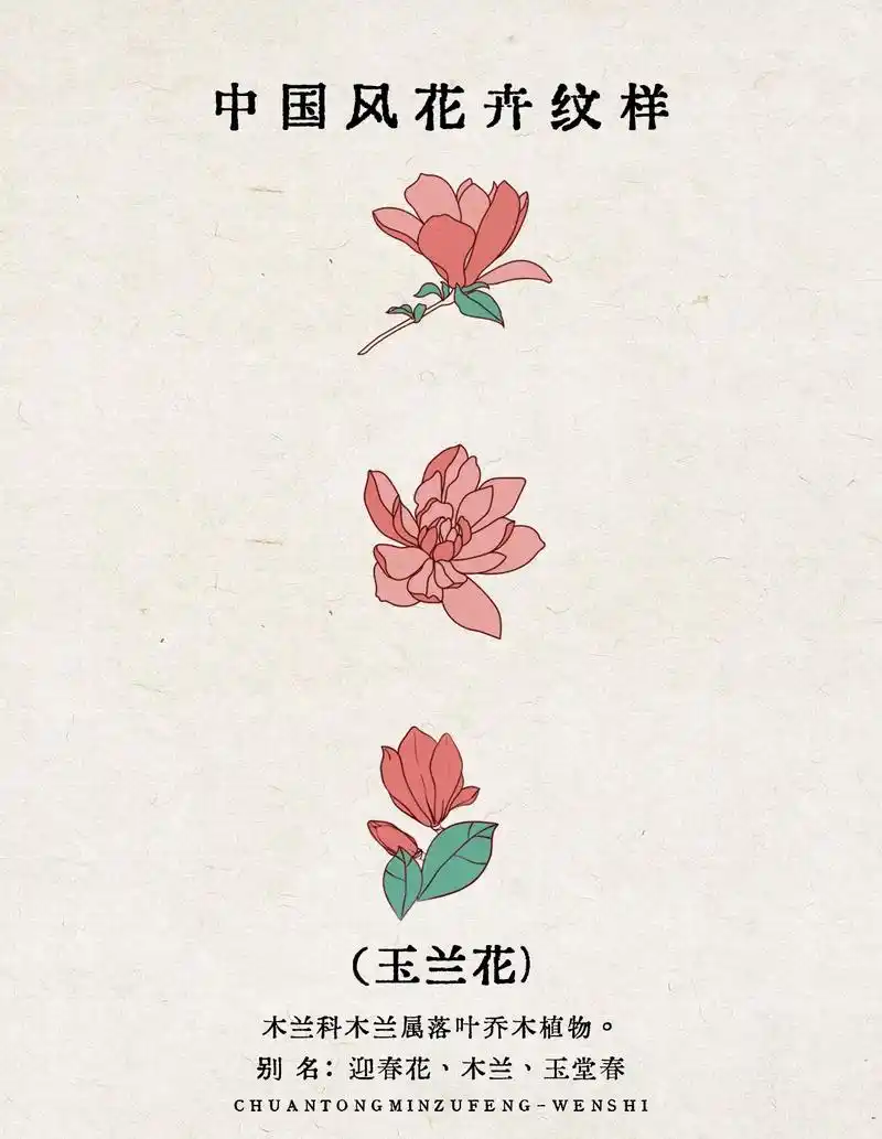 中国风花卉纹样-玉兰花.#图案设计 #手绘 #中华文化 #国 - 抖音