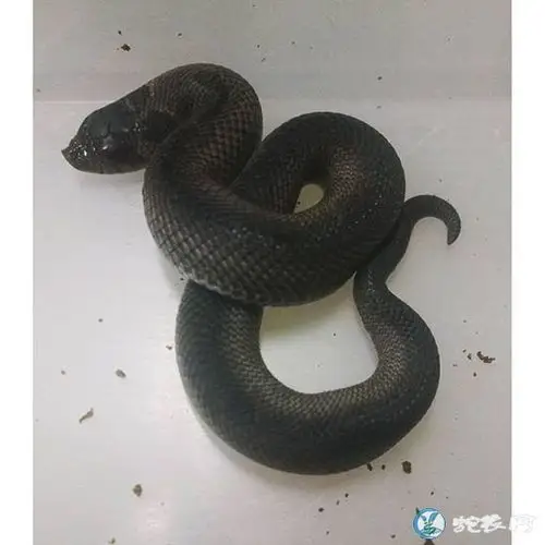 猪鼻蛇图鉴三继续各种漂亮的变异猪鼻蛇