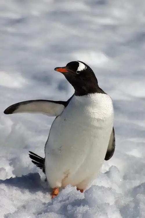 无人,站,竖图,室外,白天,正面,旅游,度假,美景,企鹅,野生动物,伸展