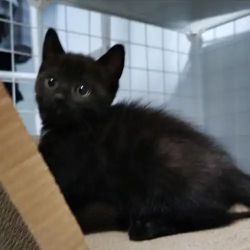 小猫咪布偶串纯黑8周弟弟.颜值超级高的黑猫警长