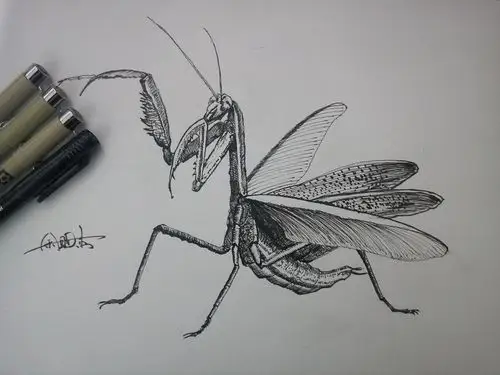 螳螂(mantodea)