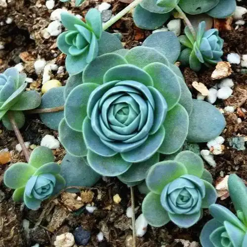 子持莲华多肉多少钱,图片,报价-翠康植物商城