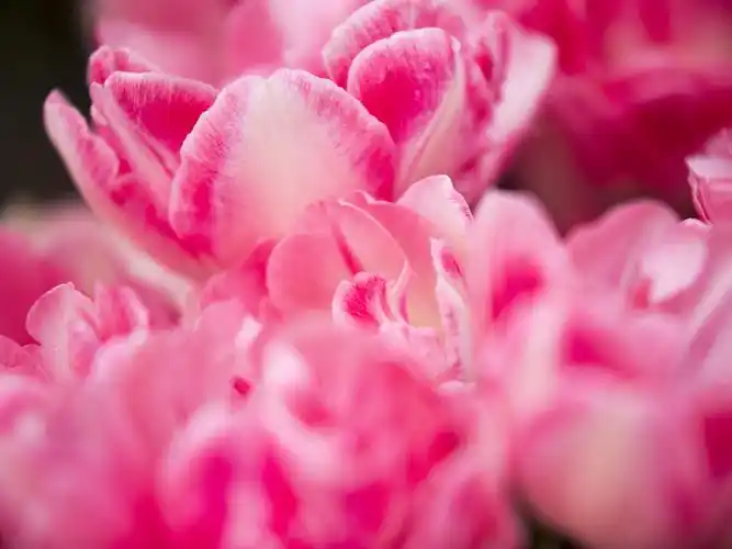 粉红色的花瓣,郁金香,春天 壁纸