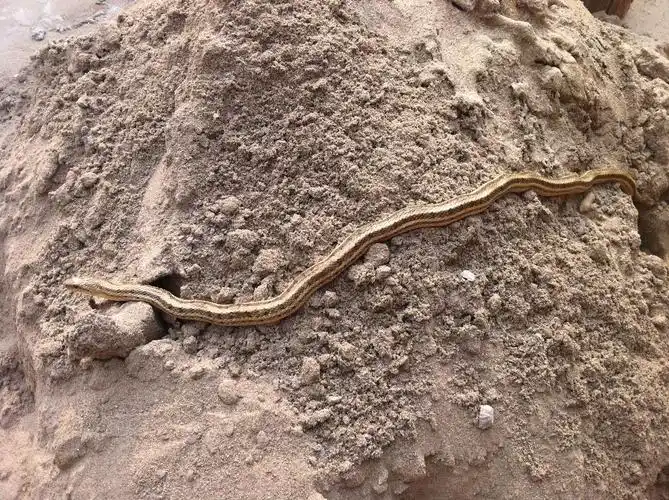 请问这是什么蛇 有图