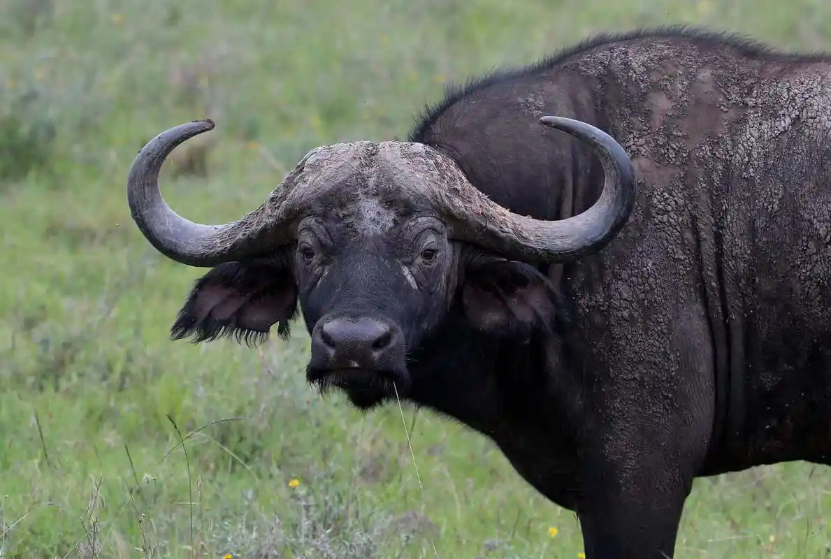 野牛如此凶猛,为什么食肉动物还敢捕食?看完涨知识