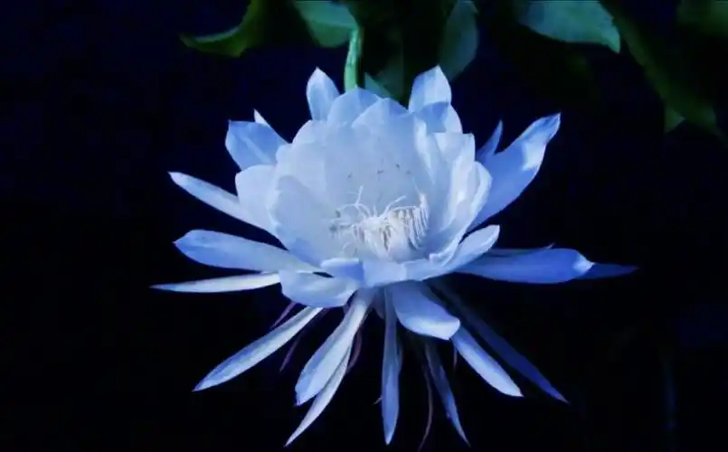 昙花今天你认识新植物了嘛