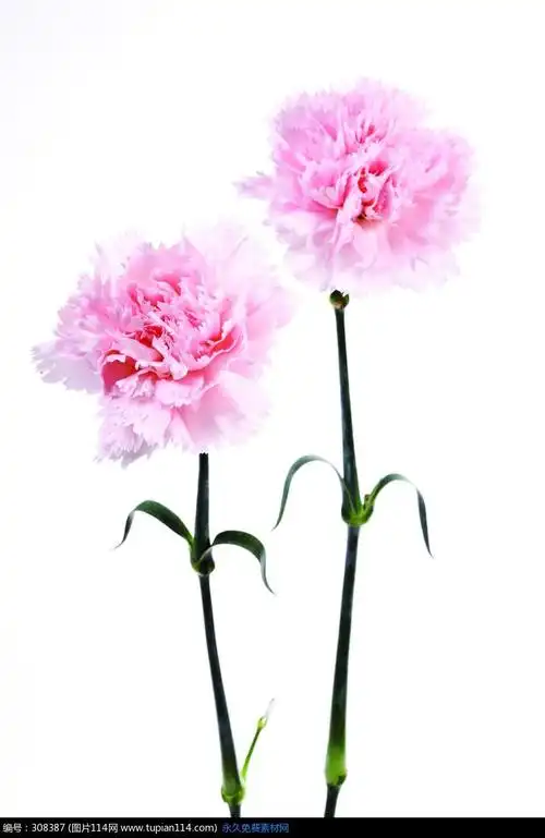 两朵粉色的康乃馨花,花草树木图片,花草图片大全,树木图片,摄影图片