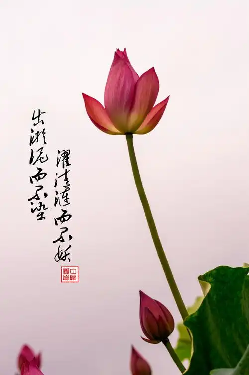 出淤泥而不染濯清涟而不妖