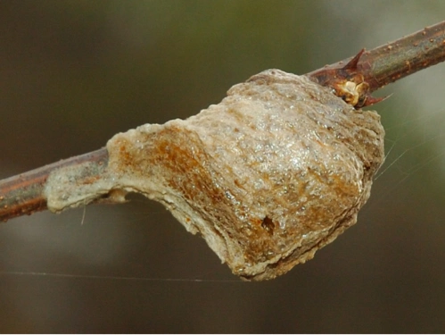 【40】-手持大刀的三角脸战士:螳螂