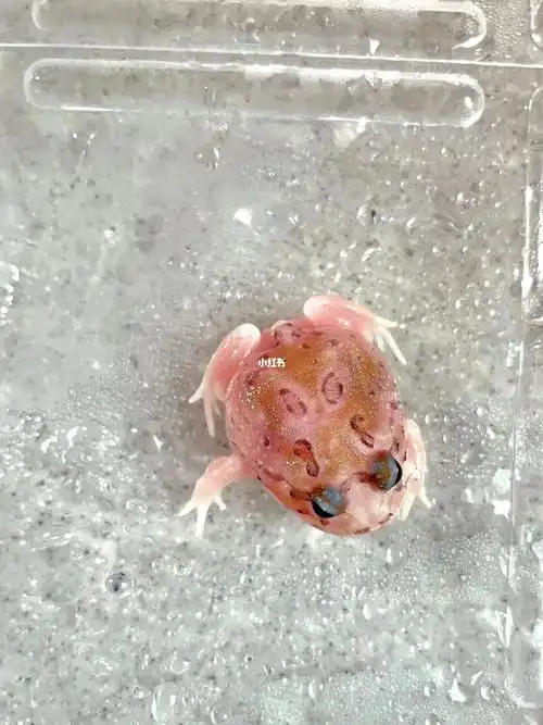 我是个渣女#角蛙  #角蛙饲养  #转