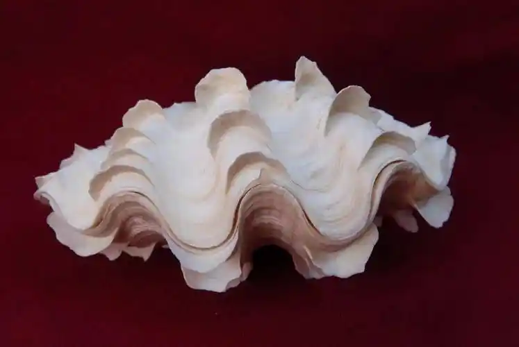 小贝壳大世界珍稀贝壳线上微展览