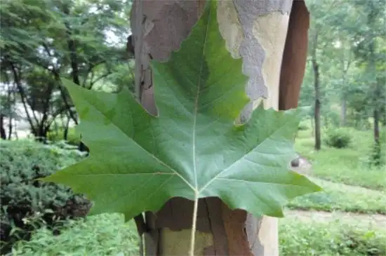 悬铃木和梧桐的区别,4大要点教你区别