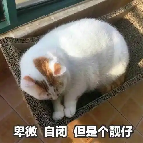 卑微 自闭 但是个靓仔(猫咪)_但是_卑微_靓仔_自闭_猫咪表情