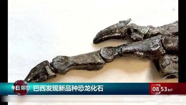 巴西发现新品种恐龙化石,与中国发现的左龙有亲缘关系