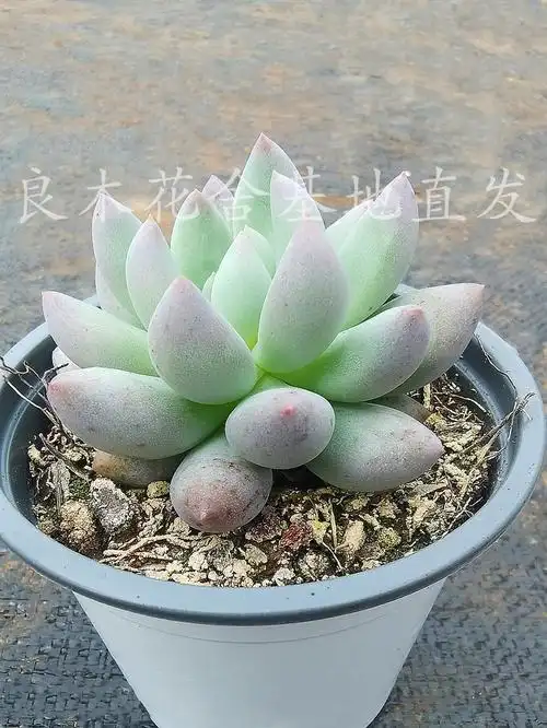 所罗门稀有货多植物盆栽云南良木花舍办公室防辐射多肉植物