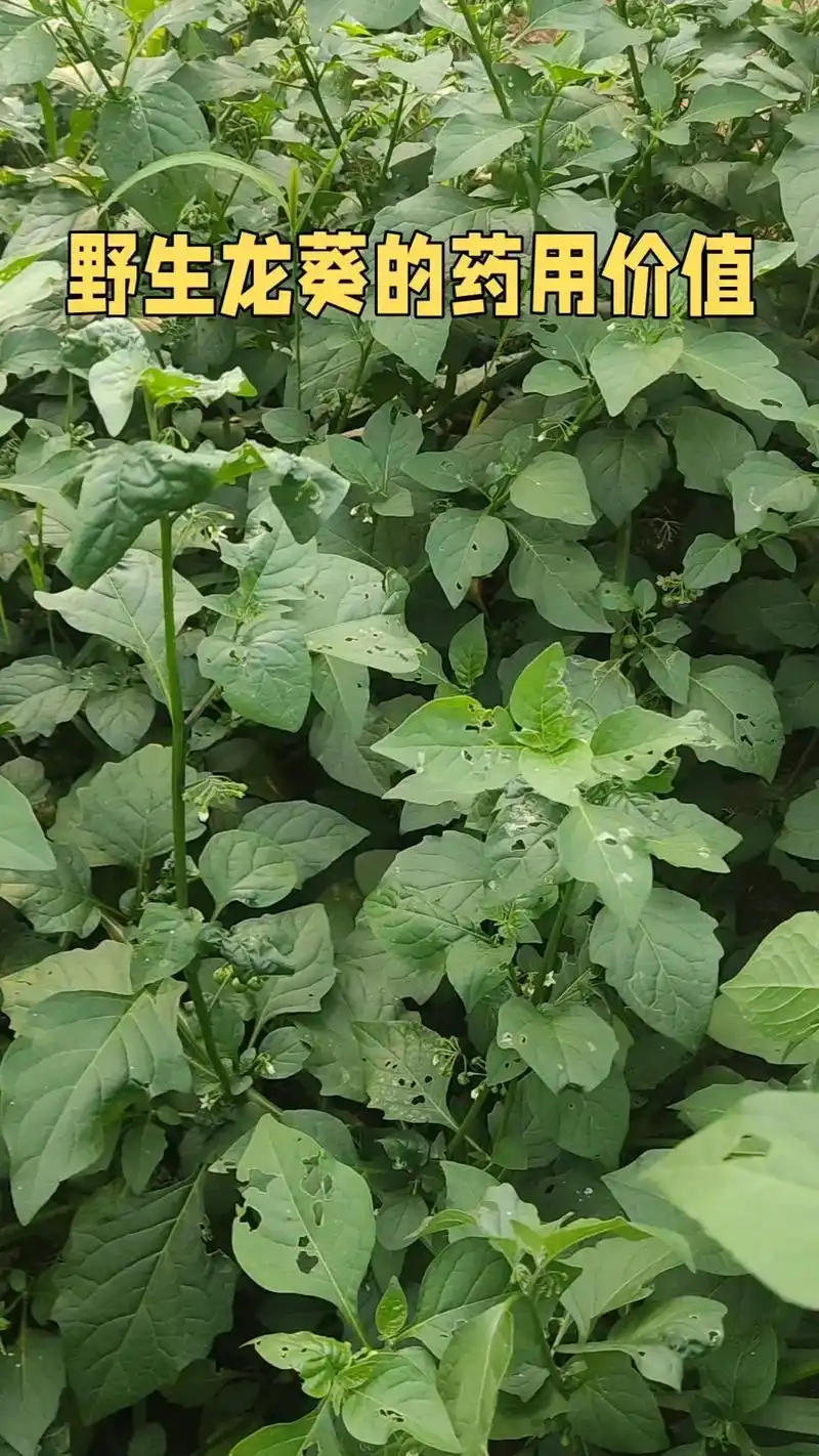 91野生龙葵的药用价值.