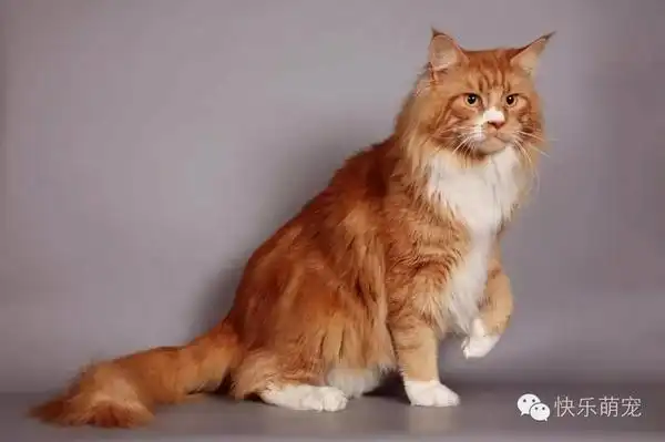 它们是世界上体型最大的猫,被誉为"温柔的巨人..-新闻频道-手机搜狐