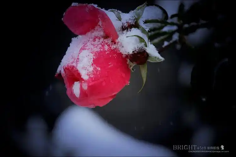 雪域花卉《铿锵玫瑰》献给一线抗击疫情的白衣天使