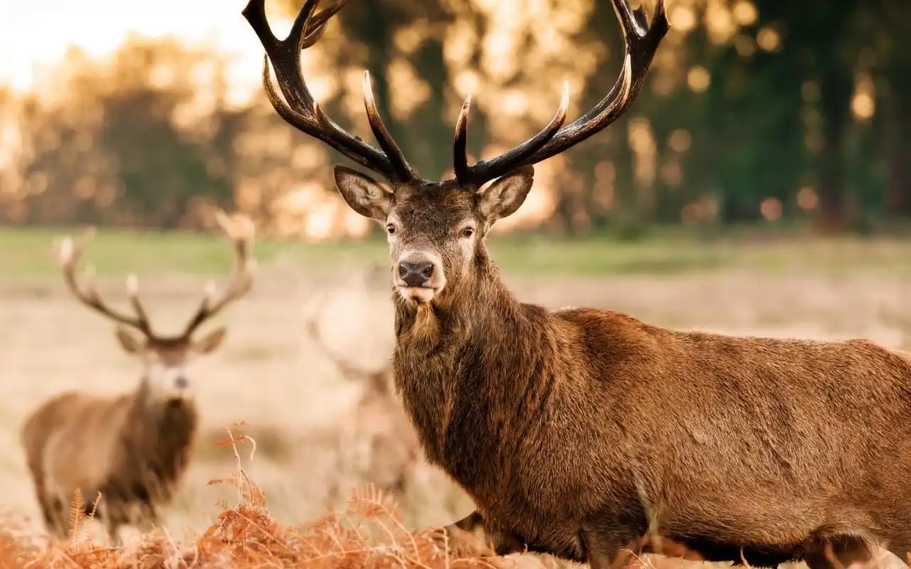 威武雄壮的麋鹿高清唯美逆光桌面壁纸第一辑