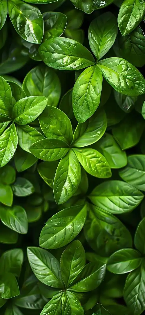 绿色护眼壁纸78