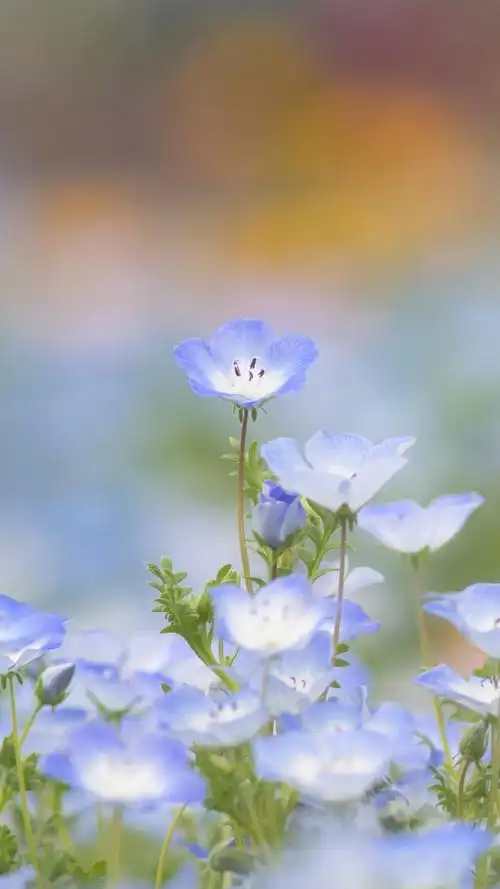 清新淡雅的花卉图片手机壁纸~~清新好看的植物图片很适合做壁纸哦