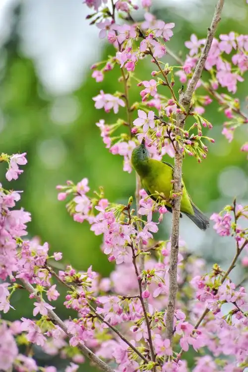 春光明媚鸟语花香