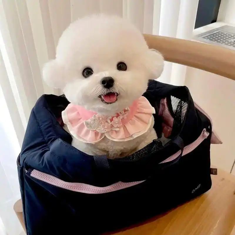 比熊宝宝 #这样萌萌的小毛孩可爱的不像话了 #韩系比熊 #看看谁家