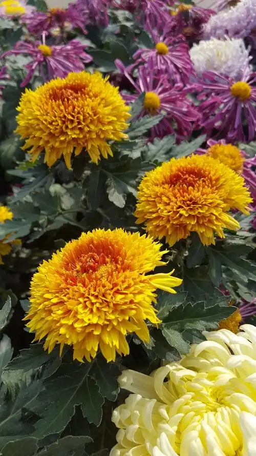 漂亮的各种各样的菊花