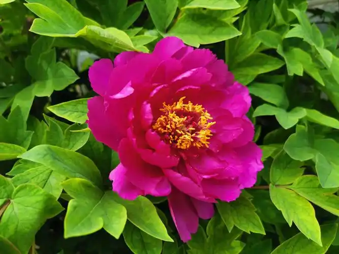 园区的牡丹花朵朵艳丽