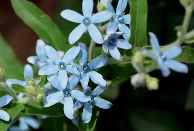 蓝星花的花语和象征(蓝星花,养好蓝星花的十大问题!简单易懂的问答模