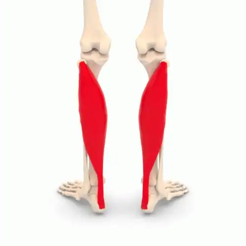 为什么说小腿的比目鱼肌,是人体的「第二心脏」?_血液_动作_肌肉