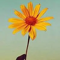 一朵小花简约头像_微信头像图片大全