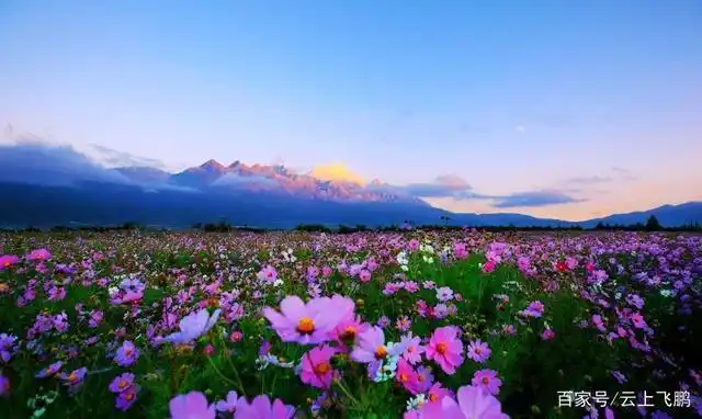 国内七大最美的赏花胜地身心徜徉于美丽的花海中