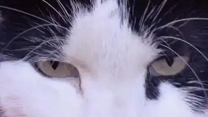 一只眼神凶狠的猫咪,靠近他感觉有点危机.