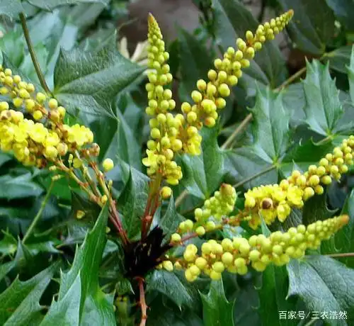 农村常见植物刺黄连,药用价值大,很少人知道