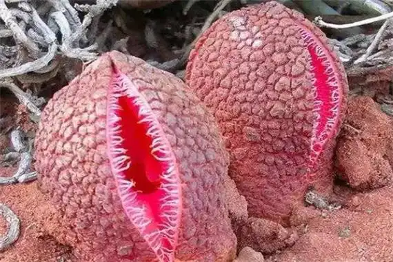 十大最丑的花世界上什么花最丑最让人难以忍受