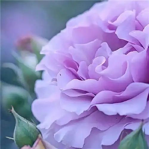 唯美鲜花头像 高清漂亮适合微信头像的花朵图片唯美_植物头像_头像屋