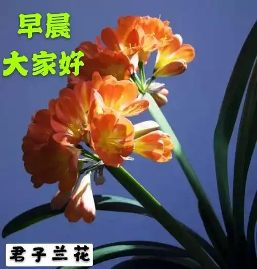 大家早上好图片