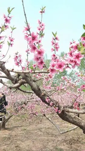 桃花片片红,好运连连来