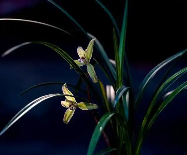 适合新手养的兰花"富山奇蝶",花型罕见,香气四溢,物美价廉