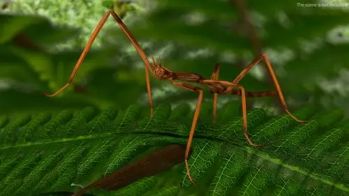 stick insect brown rigged for modo3d模型