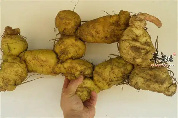 什么人不能吃黄精?