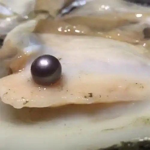 大爱单珠一蚌一珠开蚌取珍珠直播 大小10-16mm 一麻袋50个2668元