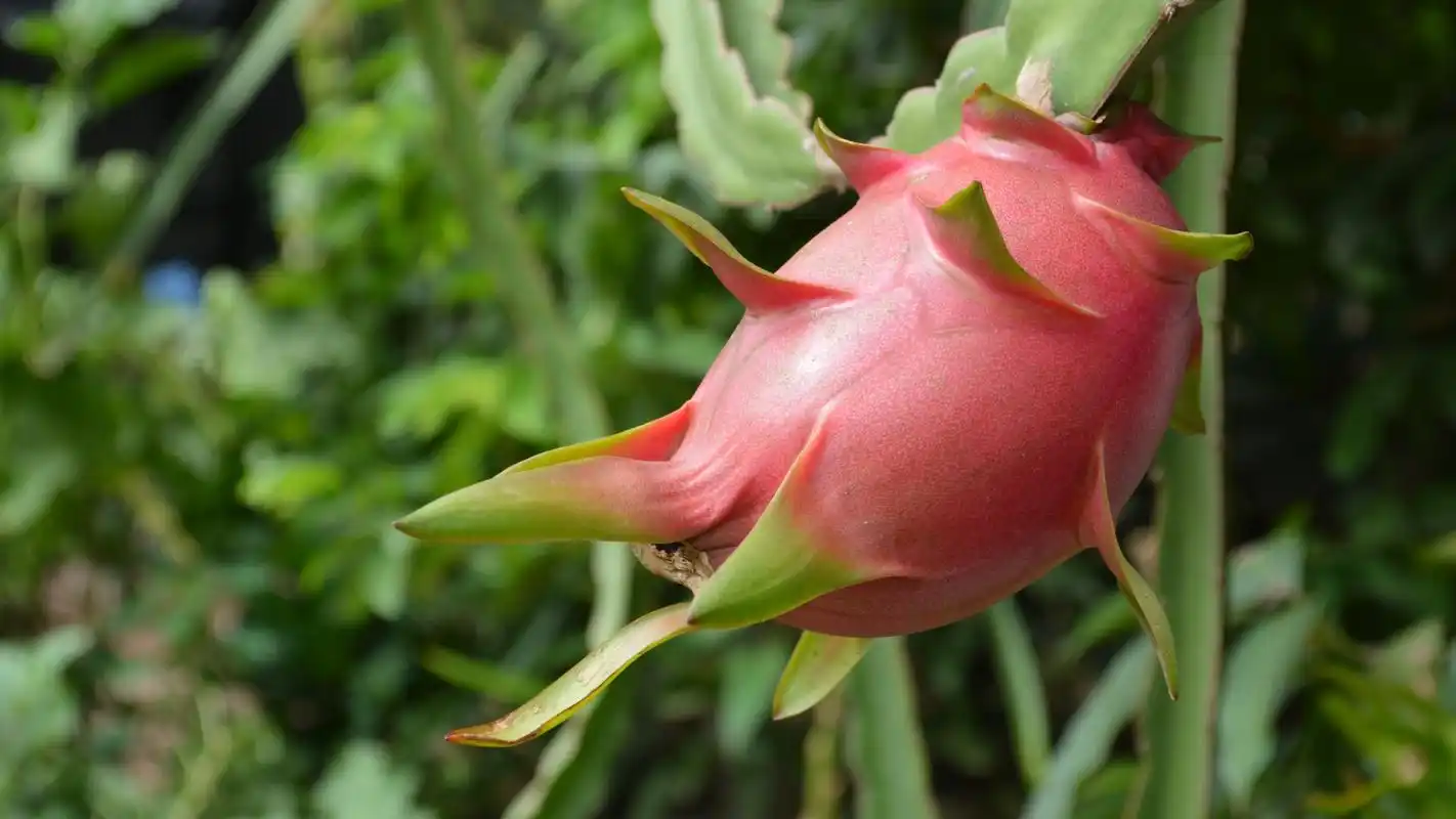 香甜可口的火龙果
