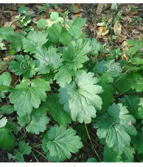 正品益母草种子苗 阳台四季盆栽蔬菜种籽 野生野菜可食用中草药材