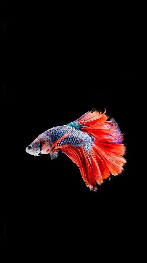 604_1080竖版 竖屏