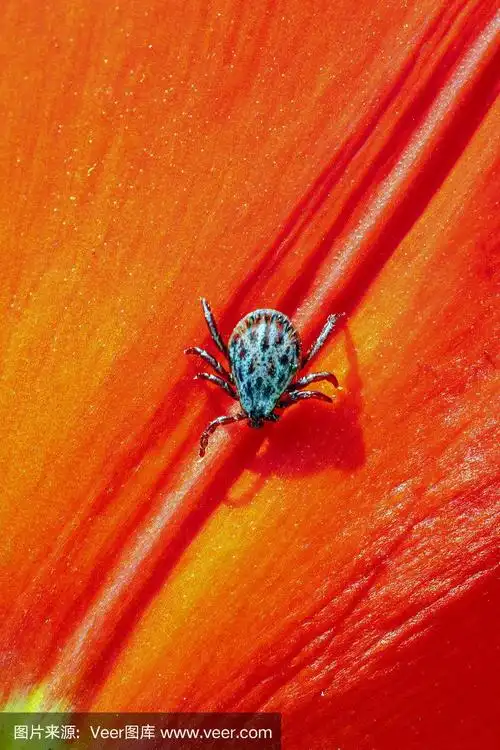 红色花朵上的蜱虫