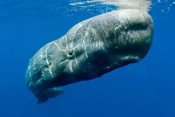 世界上最大的鲸鱼蓝鲸体重超过181吨