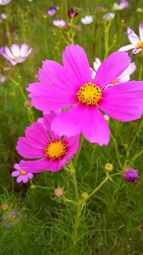 绚丽多彩的格桑花